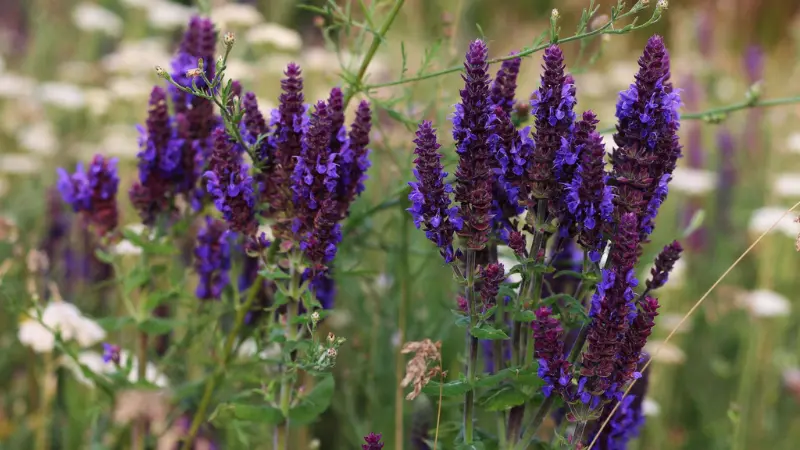 Purple salvia flowers growing wild in a green meadow