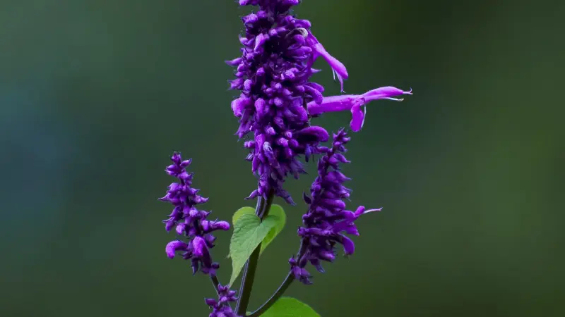 Purple salvia flower spike with green heart-shaped leaf