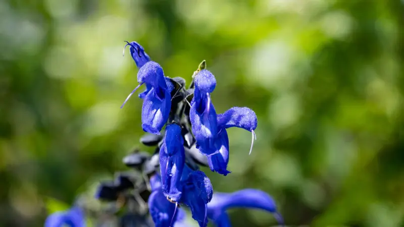 Bright blue salvia flowers with green blurred background