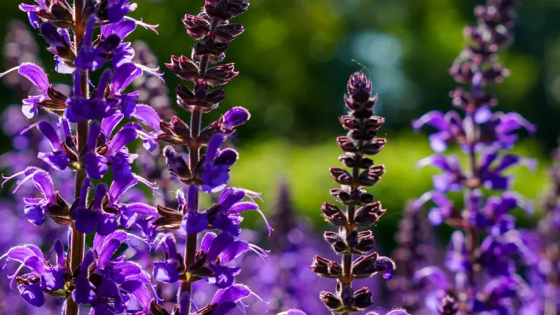 Field of purple salvia flower spikes in dappled sunlight