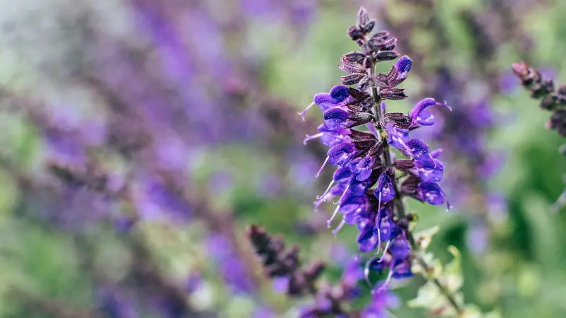 Close-up of blue-purple salvia flowers on stem