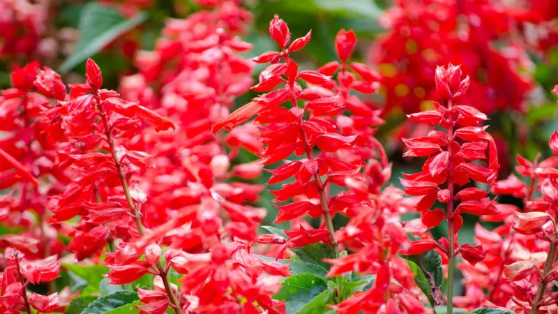 Vivid red salvia flowers blooming in garden bed