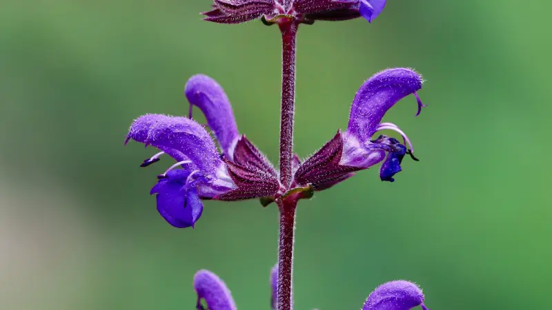 Purple salvia flower close-up showing hooded petal structure