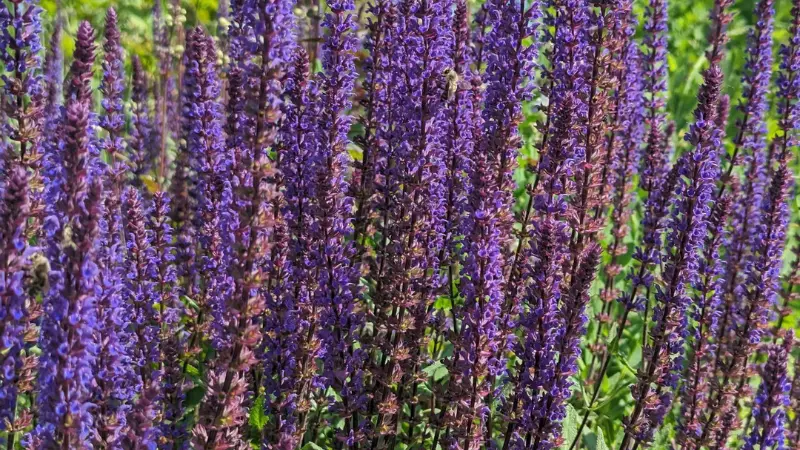 Purple salvia flower spikes growing in garden bed
