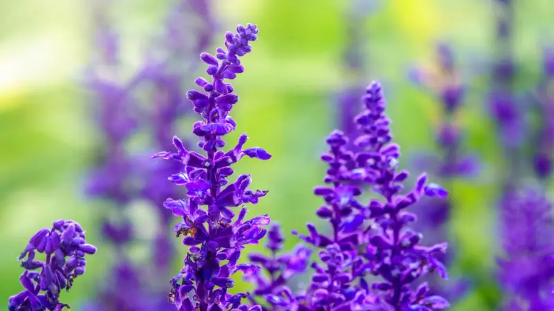 Purple salvia flowers with soft green bokeh background