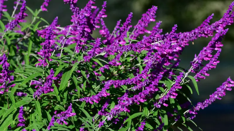 Bright magenta-purple salvia flowers on shrub