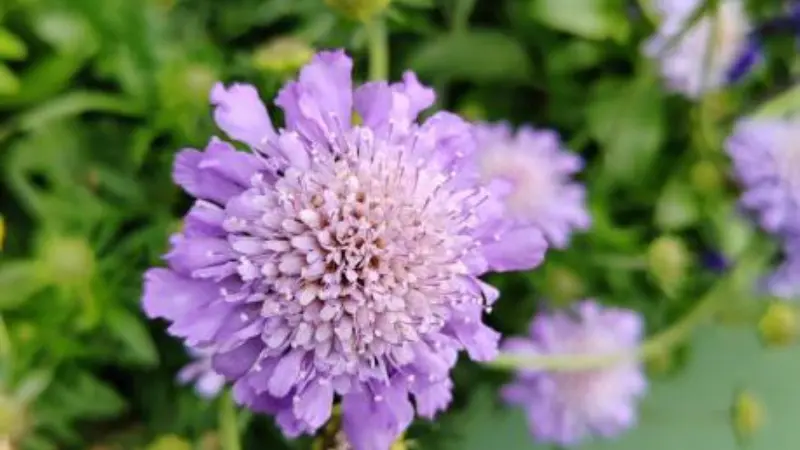 Purple scabiosa pincushion flower with green foliage background