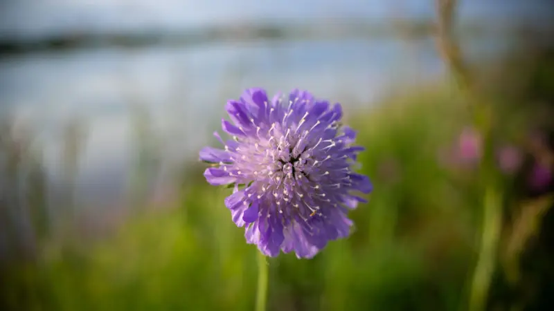 Purple pincushion flower with blurred lake background Scabiosa flower