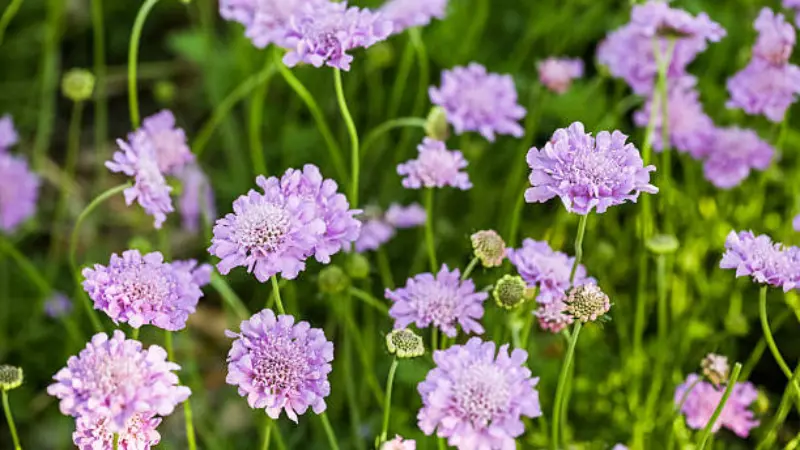 Multiple purple scabiosa flowers blooming in garden field Scabiosa flower