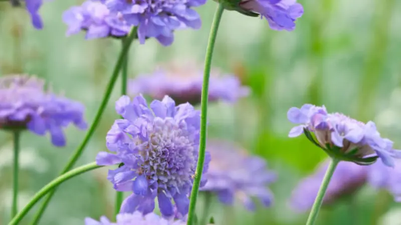 Purple pincushion flowers on tall stems in garden Scabiosa flower