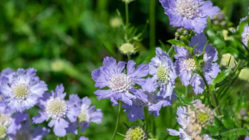 Light purple scabiosa flowers with white centers in garden Scabiosa flower