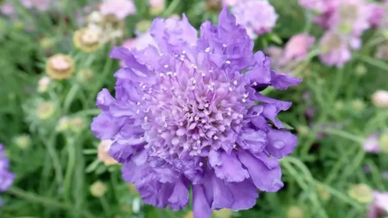 Deep purple pincushion flower with pale center in close-up Scabiosa flower