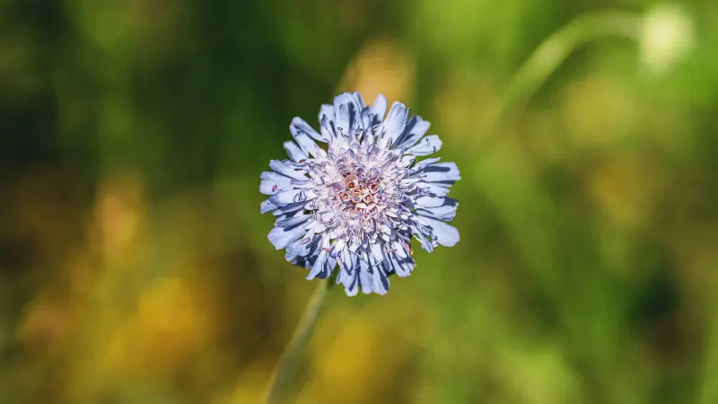 Blue-purple scabiosa flower against green and gold background