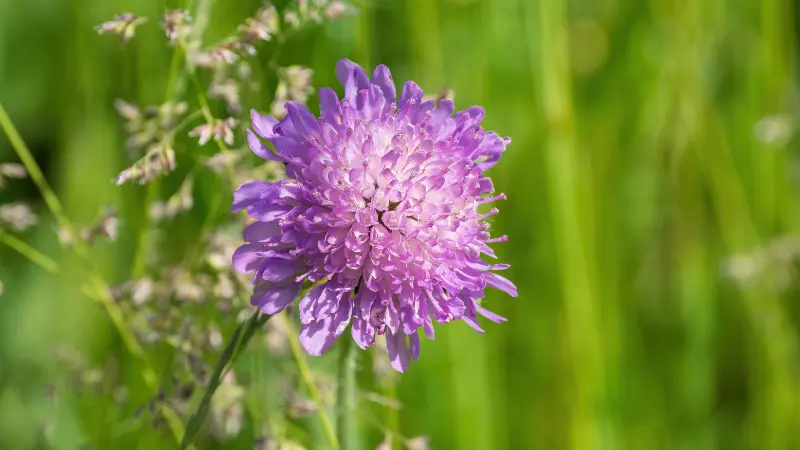 Purple pincushion flower growing among tall grass