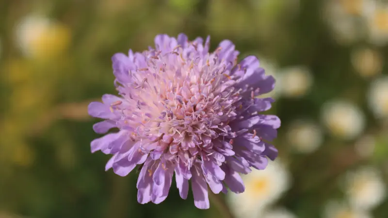 Light purple scabiosa flower with daisies in background