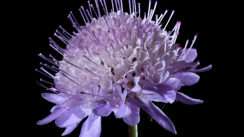 Purple pincushion flower with long stamens on black backdrop