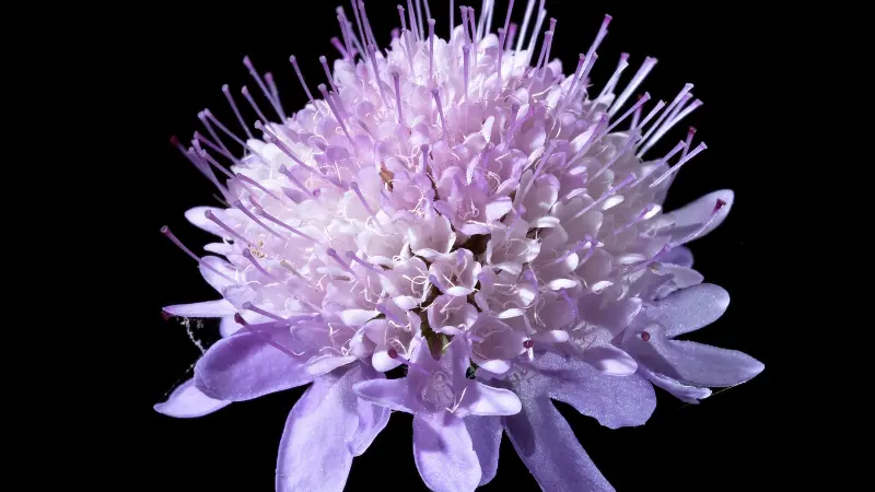 Close-up of purple scabiosa flower stamens on black background