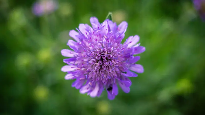 Purple scabiosa flower with green blurred background