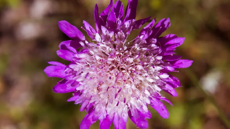 Bright magenta-purple pincushion flower in close-up Scabiosa flower