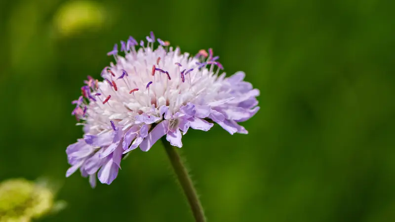 Light pink-purple pincushion flower against green background Scabiosa flower