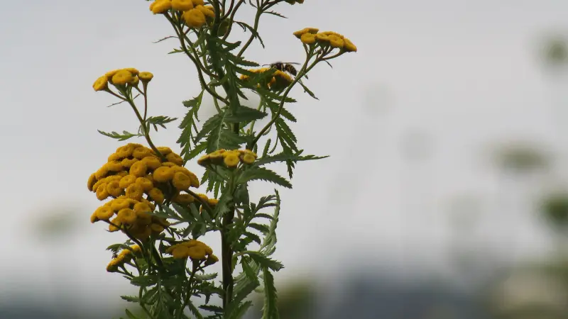 Yellow tansy flower clusters on tall stem with a bee against a pale sky