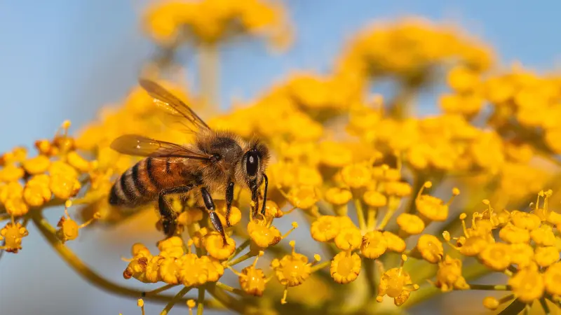Close-up of honeybee collecting pollen from yellow Tansy flowers