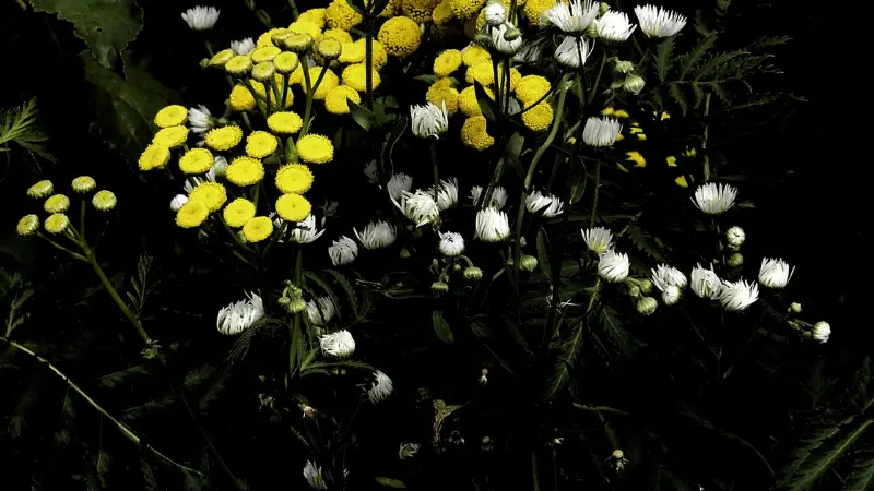 Yellow Tansy flowers among white wildflowers in dark nighttime setting
