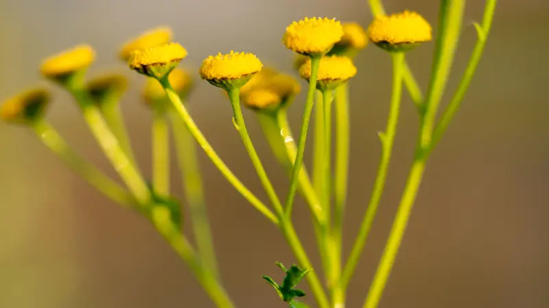 Unopened yellow Tansy flower buds on tall slender stems