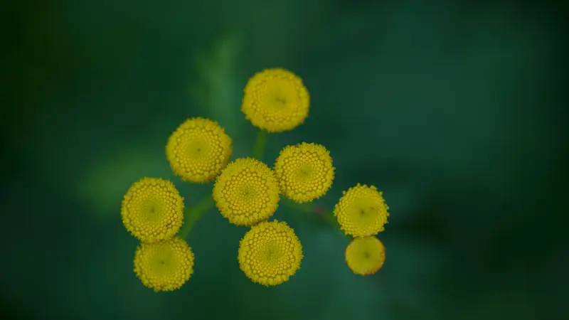 Small cluster of round yellow Tansy flowers against dark green background