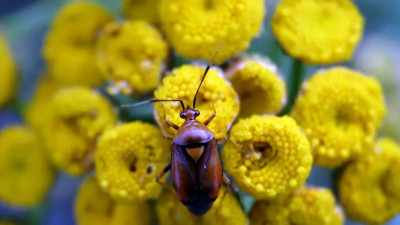Close-up of a beetle-like insect on textured yellow Tansy flowers
