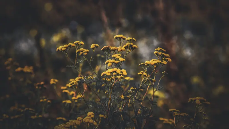 Yellow Tansy flowers backlit against dark moody background