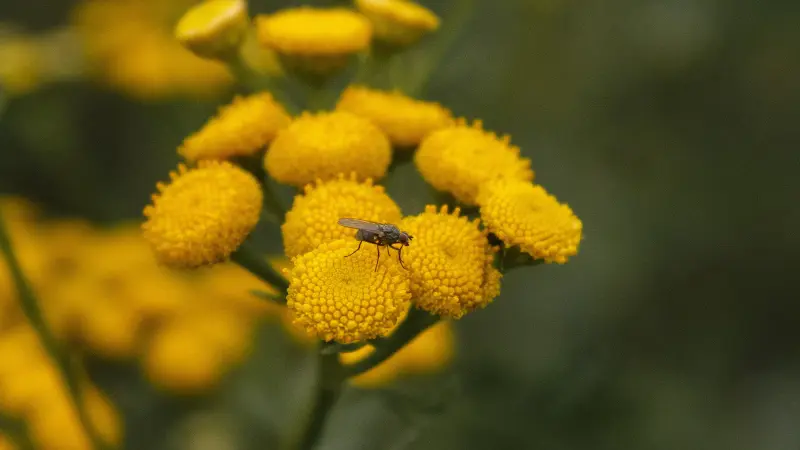 Close-up of a fly resting on textured yellow Tansy flower head