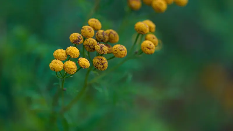 Cluster of yellow Tansy flowers showing signs of aging and weathering