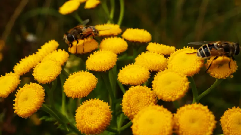 Two bees foraging on Tansy flowers with button-shaped yellow blooms