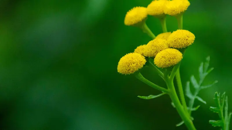Macro shot of textured Tansy flower buds on green stem