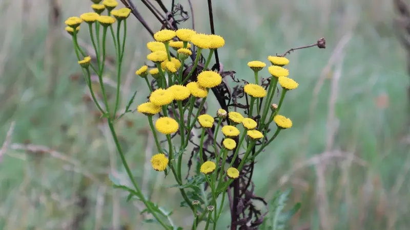 Yellow Tansy flowers blooming on tall stems in a grassy meadow