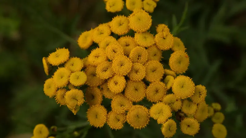Overhead view of tightly clustered yellow Tansy flowers