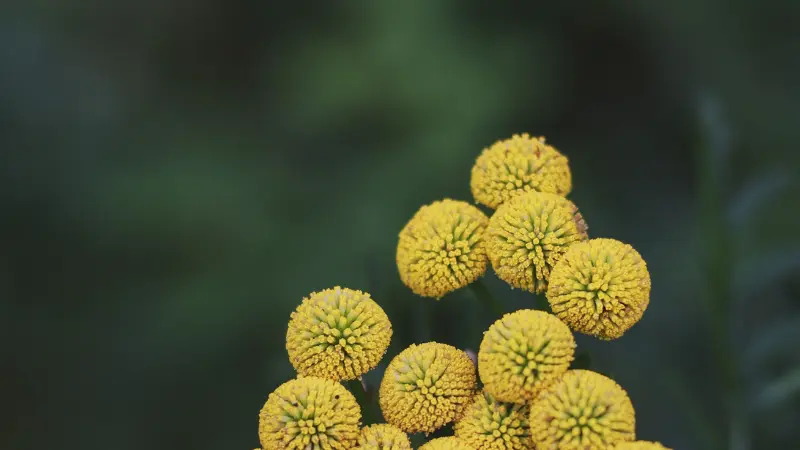 Close-up of spiky-textured Tansy flower heads against dark background