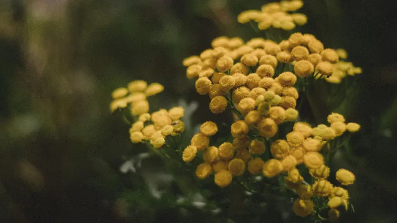 Yellow Tansy flower cluster illuminated by warm golden light