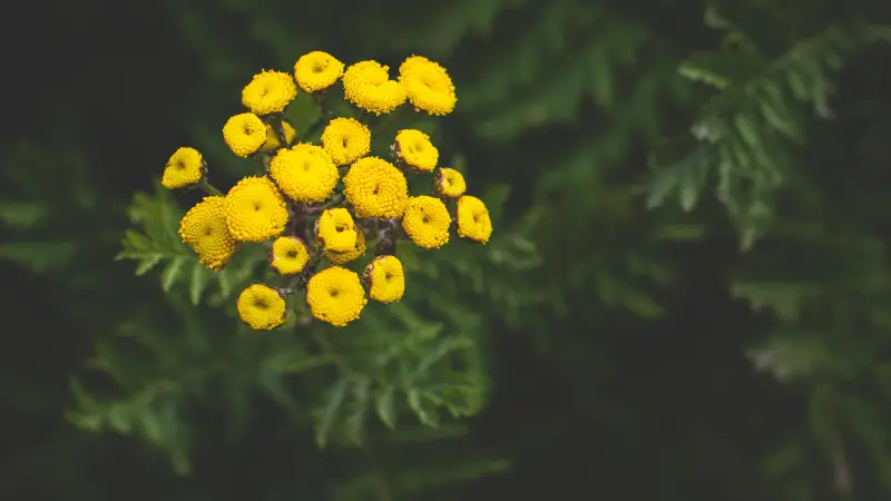 Yellow Tansy flowers viewed from above surrounded by fern-like leaves