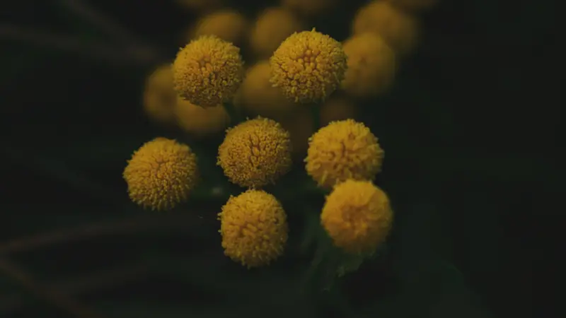 Close-up of round yellow Tansy flower buds against dark shadowed background