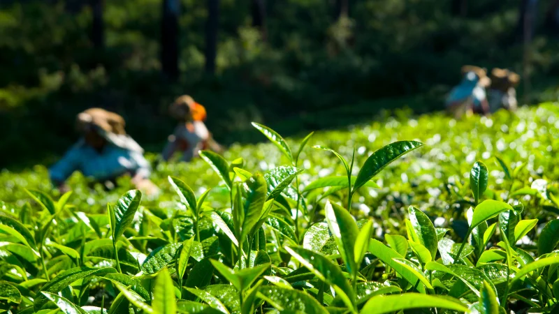 Green tea garden with tea bushes