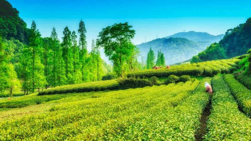 Tea plantation with rolling green hills
