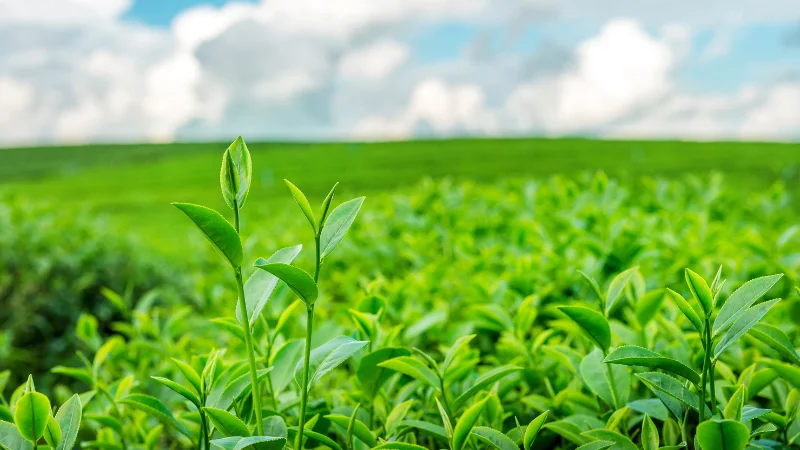 Walking path through a tea garden