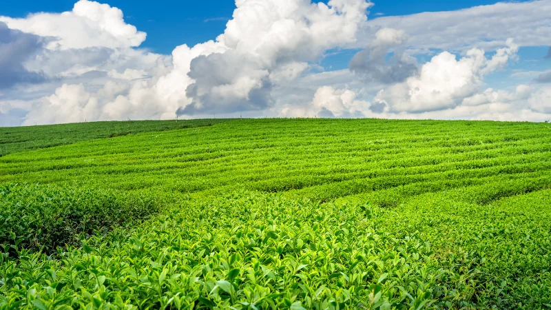 Tea garden on hillside landscape