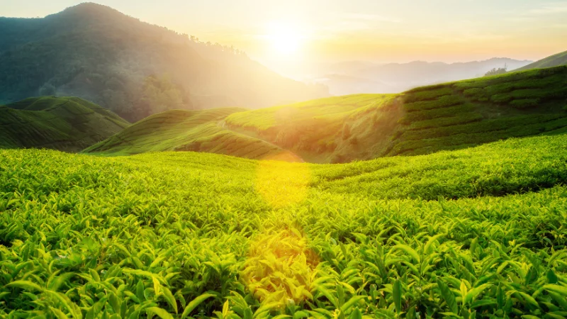 Workers harvesting fresh tea leaves
