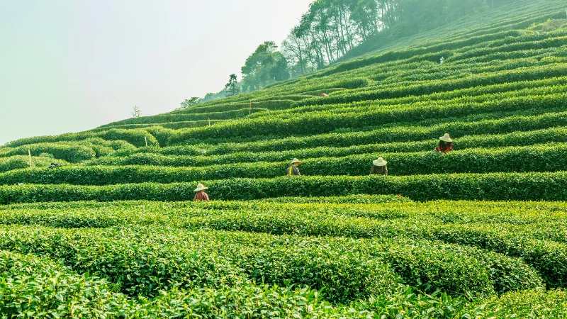 Scenic tea garden with lush greenery