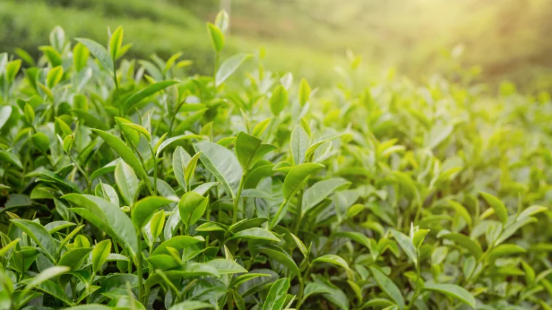 Sunrise over a beautiful tea garden