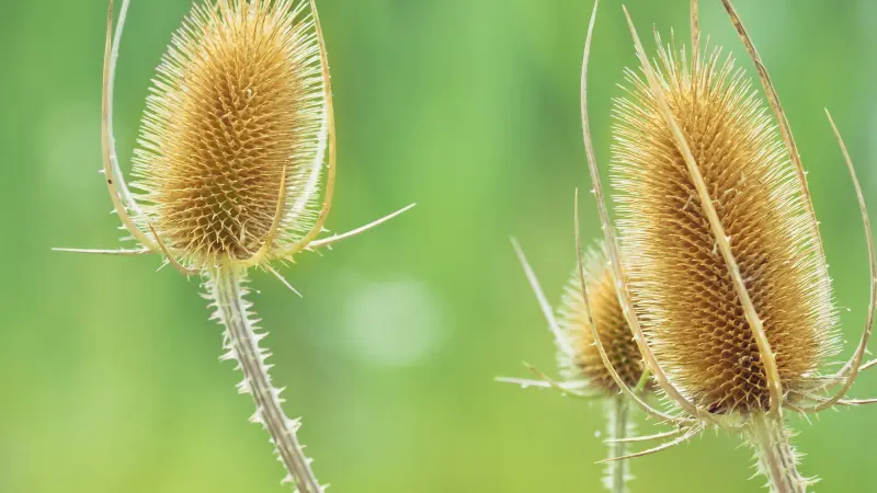 Two dried Dipsacus (Teasel) flower seed heads with a spiky texture against a green background.