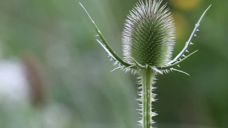 A green Dipsacus (Teasel) flower seed head with long curving spiny bracts.